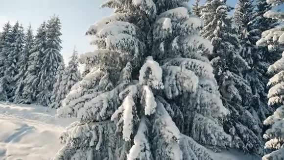 美丽的雪杉树在冻结的山脉景观在日落视频的预览图