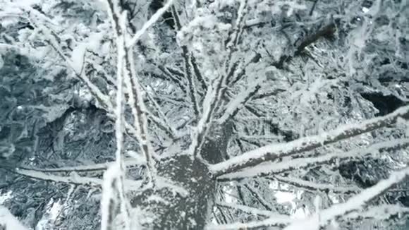 在冬天的霜林中观赏雪杉树视频的预览图