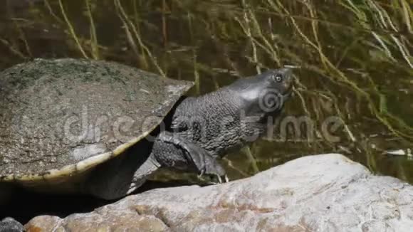 默里河海龟视频的预览图