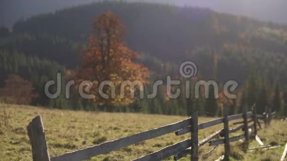 喀尔巴阡山秋天的风景山中金秋视频的预览图