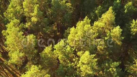 绿色森林景观鸟瞰图夏季晚的顶景针叶林自然背景视频的预览图