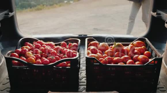 农夫把几盒西红柿放进汽车后备箱视频的预览图