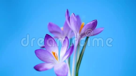 春天的紫色小番红花在蓝色上分离视频的预览图