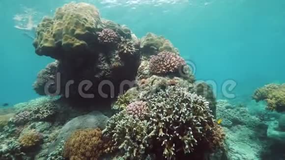 美丽的景色五颜六色的珊瑚和鱼在水下与游客打鼾视频的预览图