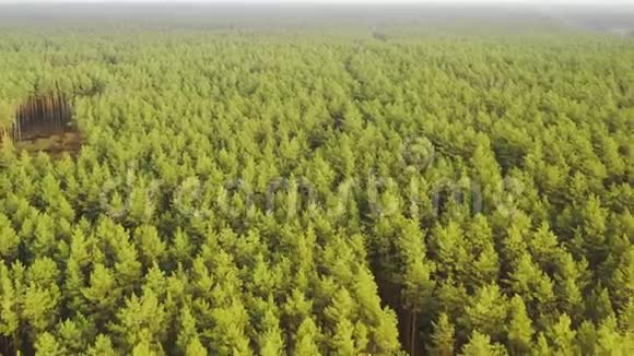 鸟瞰绿松森林砍伐区景观空土地附近生长森林的俯视图欧洲自然视频的预览图