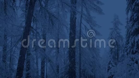 白天在树林里下雪视频的预览图