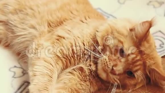 成年红姜缅因州猫在家玩沙发缅因州猫缅因州沙格视频的预览图