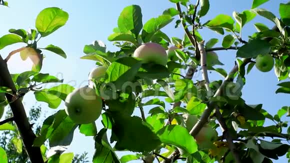 树上成熟的苹果靠近视频的预览图