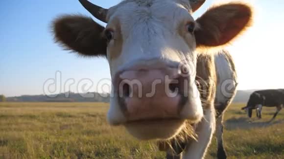好奇的奶牛看着摄像机嗅着它可爱友好的动物在草地上放牧表现出好奇心牛群视频的预览图