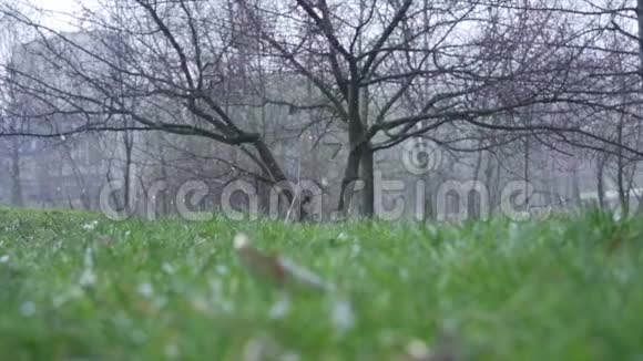绿色草坪与一棵树在缓慢的运动中下雪视频的预览图