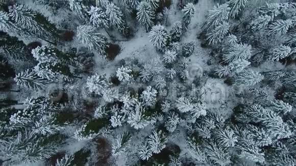 暴风雪后冬季冰冻森林的鸟瞰图视频的预览图