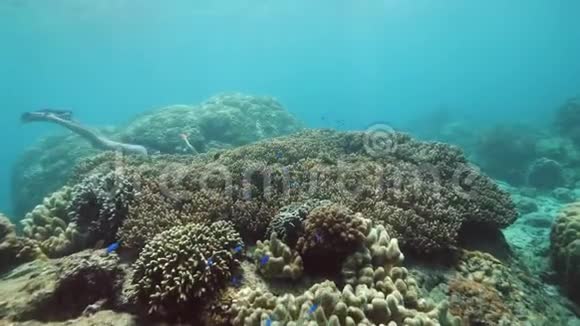 无法辨认的女人浮潜和水下游泳之间的珊瑚视频的预览图