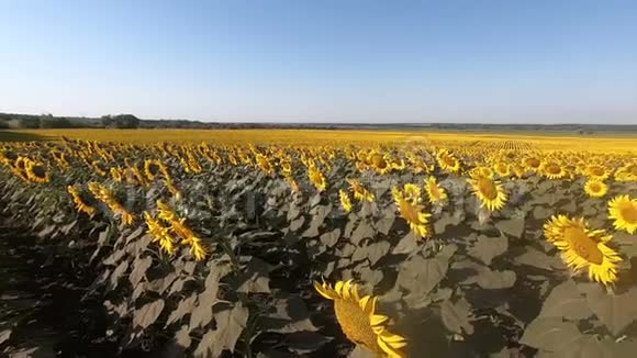 向日葵花黄色鲜艳的田野视频的预览图