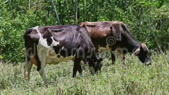 两头棕色和白色的大奶牛在绿色牧场吃草视频的预览图