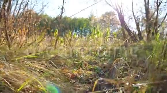 相机在秋天的森林里穿过阳光明媚的草坪明亮温暖的阳光照亮了草地上的植被风景优美视频的预览图