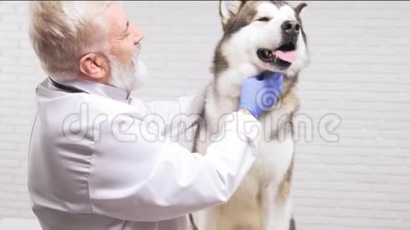快乐的兽医和一只精心修剪的大狗在诊所视频的预览图