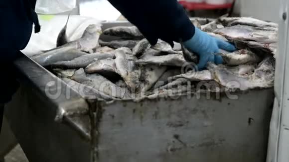 鱼厂分拣包装冷冻容器视频的预览图