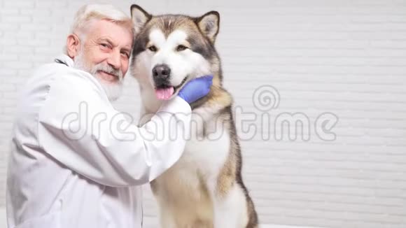 微笑高级兽医医生与可爱的大狗在镜头前摆姿势视频的预览图