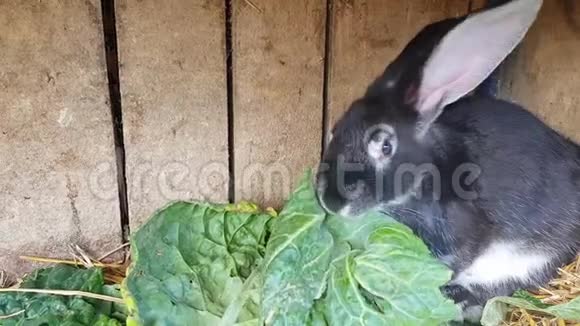 兔子吃绿色的卷心菜视频的预览图