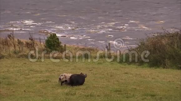 两只猪在田里视频的预览图