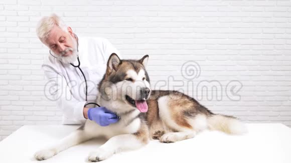 专业医生用听诊器检查狗的健康状况视频的预览图