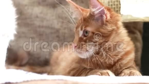 两只有趣的好奇的年轻红姜缅因州猫猫在家里一起玩沙发浣熊猫缅因州猫视频的预览图