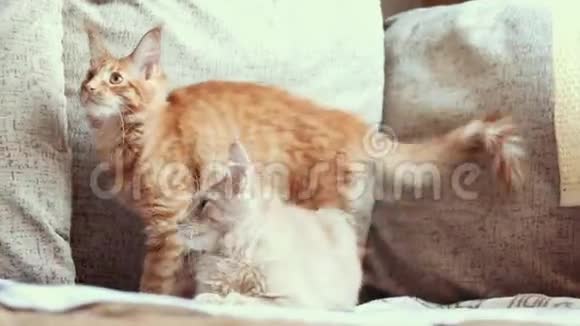 两只有趣的好奇的年轻红姜缅因州猫猫在家里一起玩沙发浣熊猫缅因州猫视频的预览图