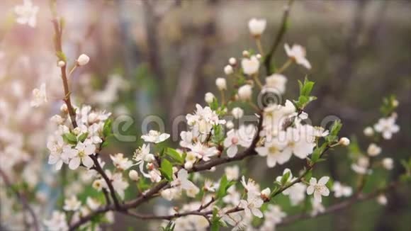 春天开花的树慢吞吞的花瓣视频的预览图