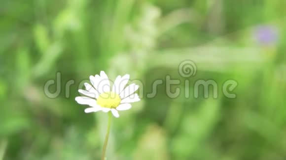一只雏菊在草地上摇曳视频的预览图