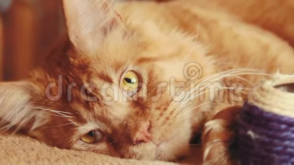 成年红姜缅因州猫睡在家沙发缅因州猫缅因州沙格视频的预览图