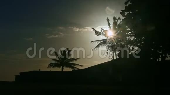 特写强风摇动椰子棕榈叶的轮廓阳光明媚视频的预览图