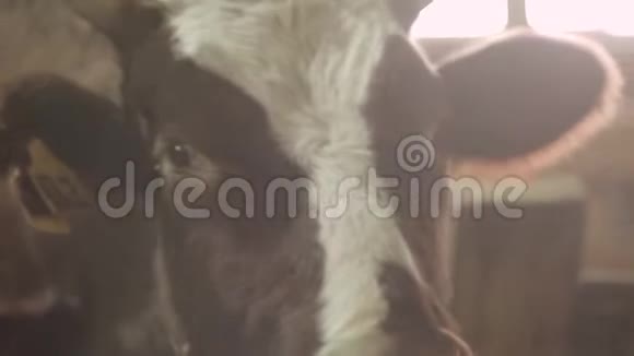 谷仓里公牛的特写镜头视频的预览图