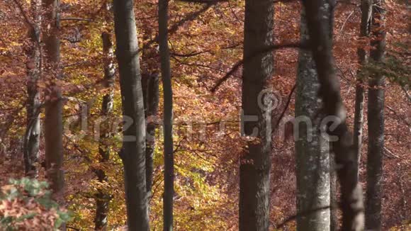秋天的树黄色和树叶飘落视频的预览图
