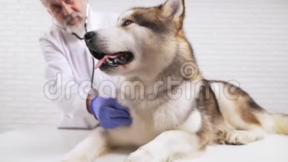 老年兽医医生在诊所用听诊器倾听狗心视频的预览图