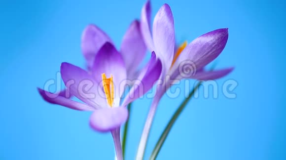 春天的紫色小番红花在蓝色上分离视频的预览图