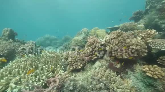 绚丽多彩的珊瑚在海洋之下五颜六色的热带鱼在游动视频的预览图