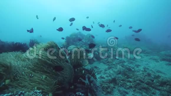 海洋生物多样性的鱼类珊瑚和羽毛星类的种类视频的预览图