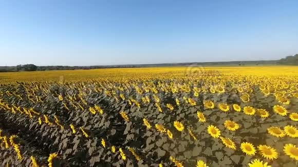 向日葵黄色花朵的田野视频的预览图