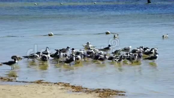 佛罗里达棕榈港海滩鸟视频的预览图