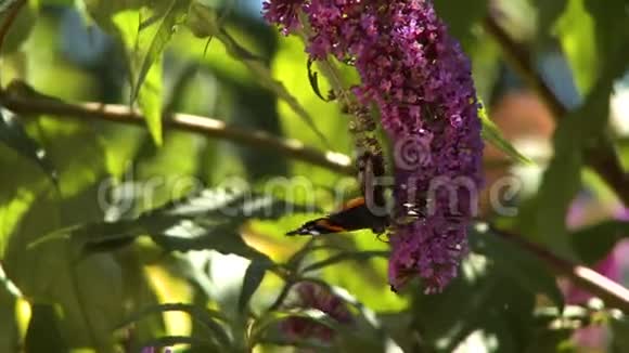 粉花上的蝴蝶视频的预览图