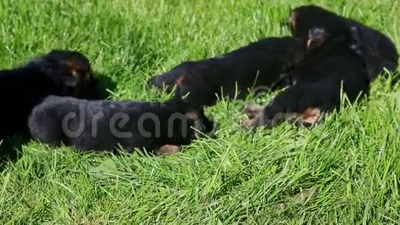 特写6只小黑德国牧羊犬在绿草中爬行视频的预览图