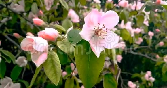 春天的树开着粉红色的花在树枝上开着杏花在日落的天空上每天都有太阳耀斑视频的预览图