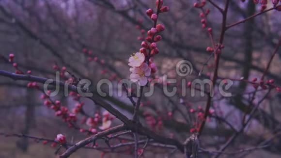 春季开花果树轻雪慢动视频的预览图