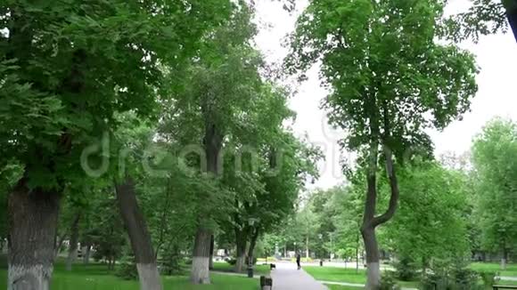 带鸽子和绿草的夏日公园视频的预览图