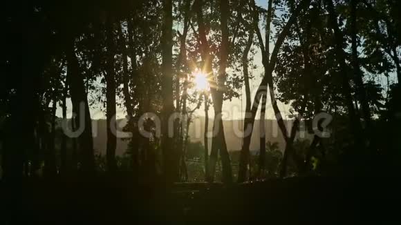 阳光灿烂的热带景观透过高大的树木剪影视频的预览图