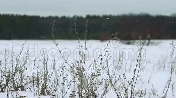 在美丽的灰色冬季景观上下雪视频的预览图