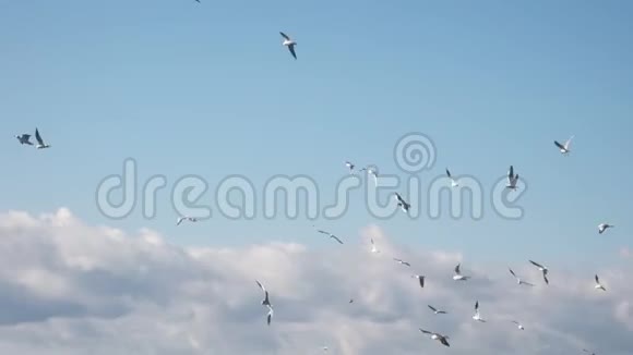 海鸥在蓝天上成群飞翔视频的预览图