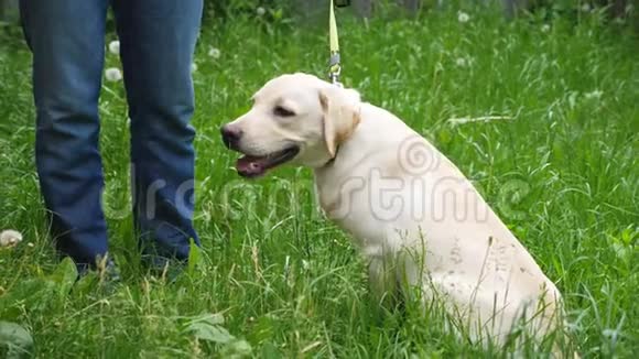 可爱友好的拉布拉多坐在院子里的绿草上无法辨认的人训练和命令他的狗男人花钱视频的预览图