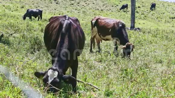 一群不同的家养奶牛在绿茵场吃新鲜的草视频的预览图