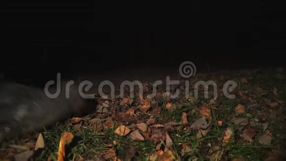 人们的脚在枯草和落叶上行走视频的预览图